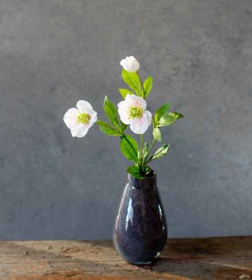 White/Pink Garden Hellebores Stem