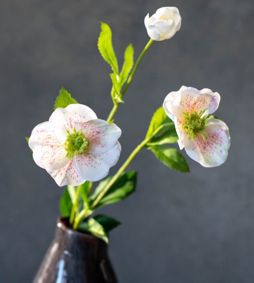 White/Pink Garden Hellebores Stem